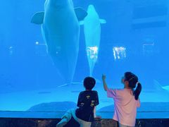-海合安成都极地海洋公园