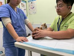 -艾吉宠物医院·疑难杂症转诊中心·猫友好(碧江路院)