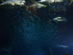 -暹罗海洋世界
