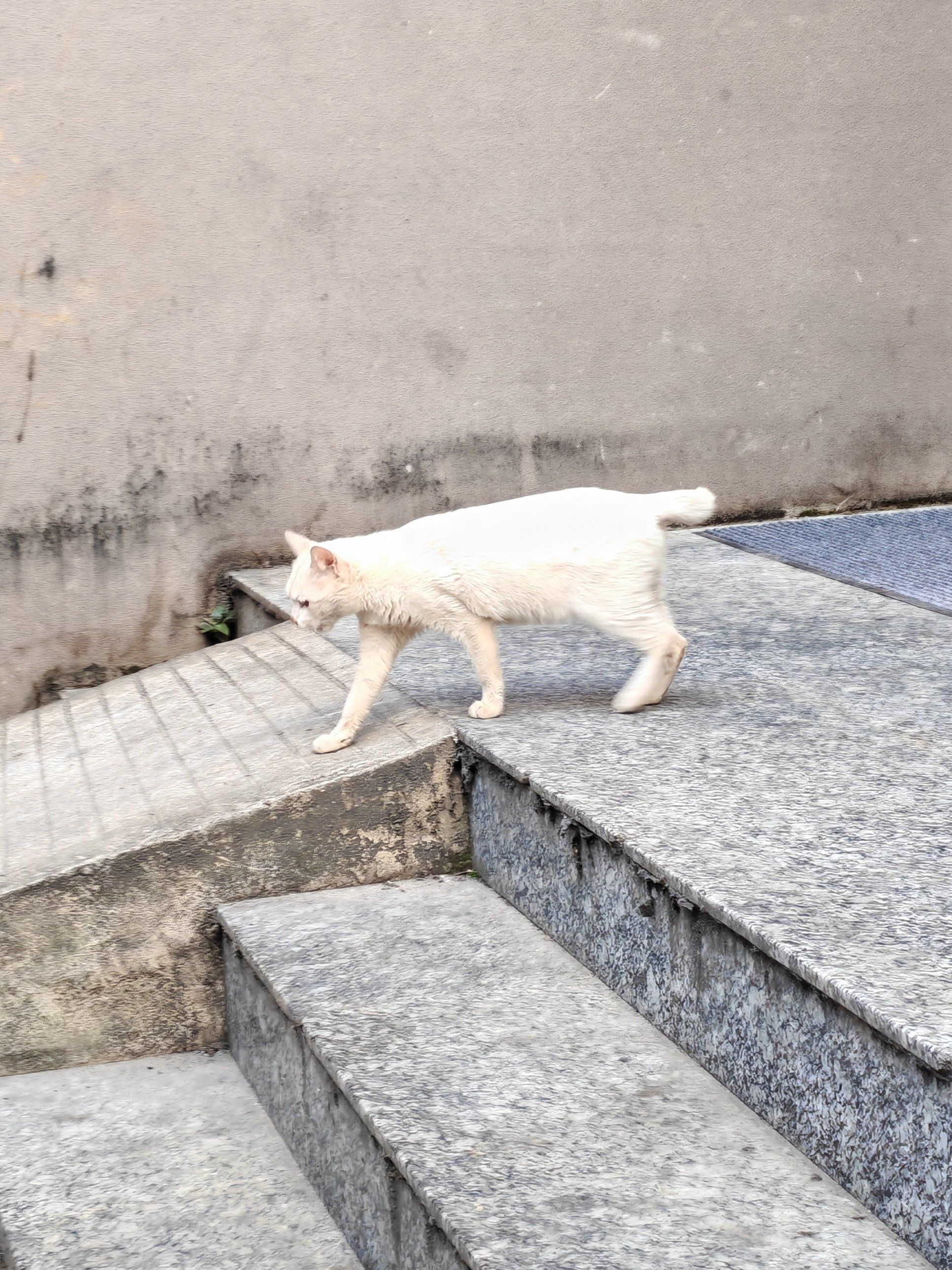 侨城东这只小白猫的尾巴怎么了