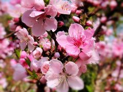 -南汇桃花村
