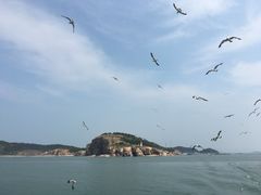 -长岛万鸟岛