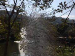 -丹樱生态园