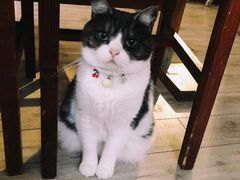 -海边的猫和咖啡馆