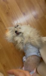 -苗坊净颜草本痘肌护肤