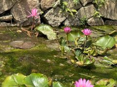 -深圳仙湖植物园