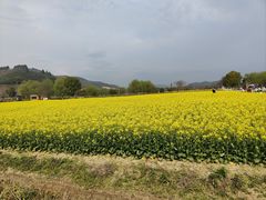 -径山花海