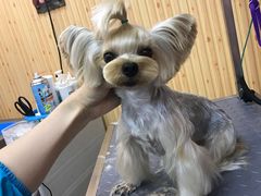 -爱宠屋pet shop·宠物洗澡·宠物美容