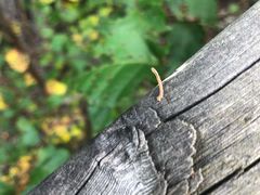 -帽儿山国家森林公园