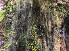 -正佳雨林生态植物园
