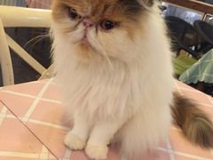 -吉丁鸟咖·异宠·寄养