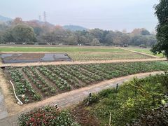 -八卦田遗址公园