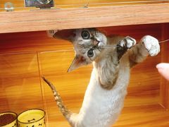 -猫十亿·布偶金渐层·曼基康矮脚猫舍(青年路店)