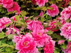 -洛阳市隋唐城遗址植物园