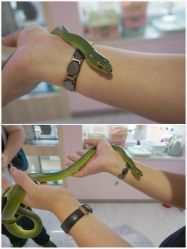 -Moni星球萌宠·小马宝莉·灵蛇·高端高阶全萌宠互动体验俱乐部(红豆国际广场店)