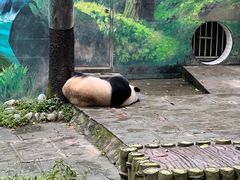 -中国大熊猫保护研究中心雅安碧峰峡基地