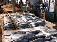 -尼甘布海鲜市场