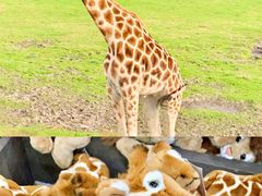 -威勒比开放式动物园