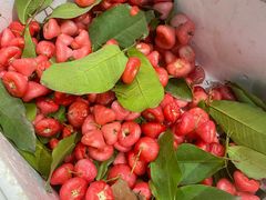 -老炳·七丛松甘草水果