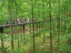 -黄海国家森林公园