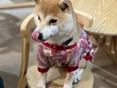 -柴迷FANS CLUB·柴犬狗咖·猫咖