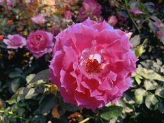 -人民公园(罗湖区)