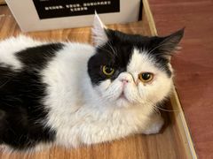 -MOCHA明星猫咖(田子坊店)