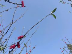 -南国桃园旅游度假区