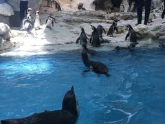 -帝企鹅自助餐厅•儿童岛•真企鹅(长隆企鹅酒店)