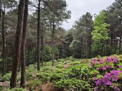 -铁山坪森林公园