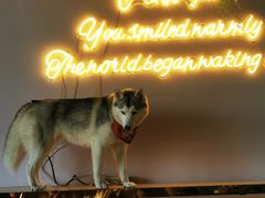 -Husky Go! 哈士奇体验馆·宠物咖啡厅狗咖