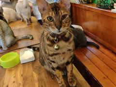 -李小姐の猫咖啡馆(五角场店)
