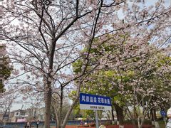 -高东镇樱花园