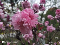-南汇桃花村