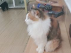 -是阿柴呀！柴犬咖啡·爱喵喵猫咖