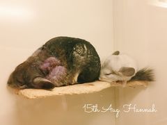 -龙猫仔乐园(惠福东路店)