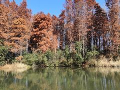 -溱湖国家湿地公园