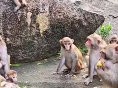 -南湾猴岛+椰田古寨一日游