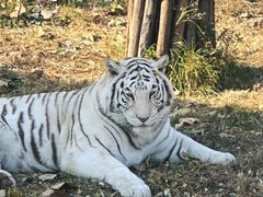 -石家庄市动物园