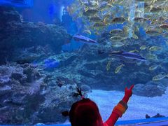 -海合安成都极地海洋公园