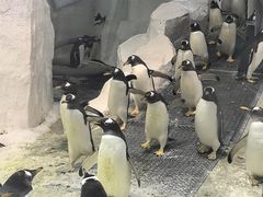 -大连圣亚海洋世界