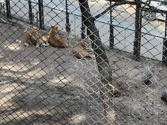 -大连森林动物园