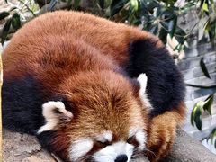 -都江堰中华大熊猫苑