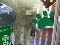 -酷狗靓猫宠物·洗护·美容·寄养(航北路店)