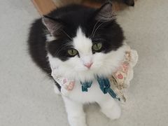 -共舞时光猫咖·狗咖(新街口店)