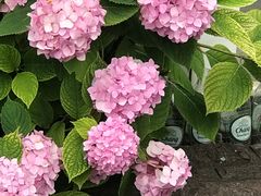 -琥珀川咖啡馆·Amber cafe(百祥路店)