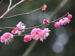 -章华寺