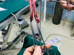 -美联众合宠物医院·爱萌分院·内外科·猫科中心