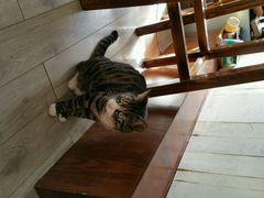 android_upload_pic-海边的猫和咖啡馆