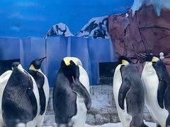 -海合安成都极地海洋公园